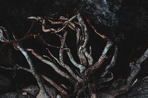 root, tree, dark, darkness, wallaper, no people, close-up, full frame, nature, plant, backgrounds, textured, tree trunk, growth, trunk, outdoors, metal, day, complexity, selective focus, beauty in nature, rusty, pattern, branch, tangled, 5K, CC0, public domain, royalty free