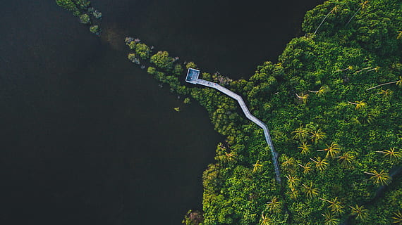 aereo, vista, ponte, sentiero, verde, piante, natura, pianta, colore verde, crescita, albero, nessuno, all'aperto, vista aerea, giorno, bellezza nella natura, la tranquillità, foresta, terra, mezzi di trasporto, vista dall'alto, scenics - natura, curva, animale, ambiente, strada, 4K, CC0, dominio pubblico, privo di copyright