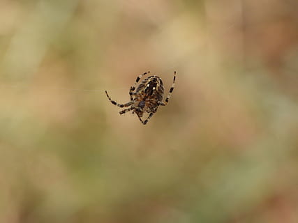 Spinne, Spinnennetz, Wald, das Netz, Hotel, im Herbst, Insekt, Spinnentier, Tierthemen, wirbellos, Tier, Tiere in freier Wildbahn, ein Tier, Tierwelt, Nahansicht, Zerbrechlichkeit, Gliederfüßer, selektiver Fokus, Fokus auf den Vordergrund, keine Leute, Tag, Natur, draußen, Schönheit in der Natur, Netz, Tierbein, 4K, CC0, gemeinfrei, lizenzfrei