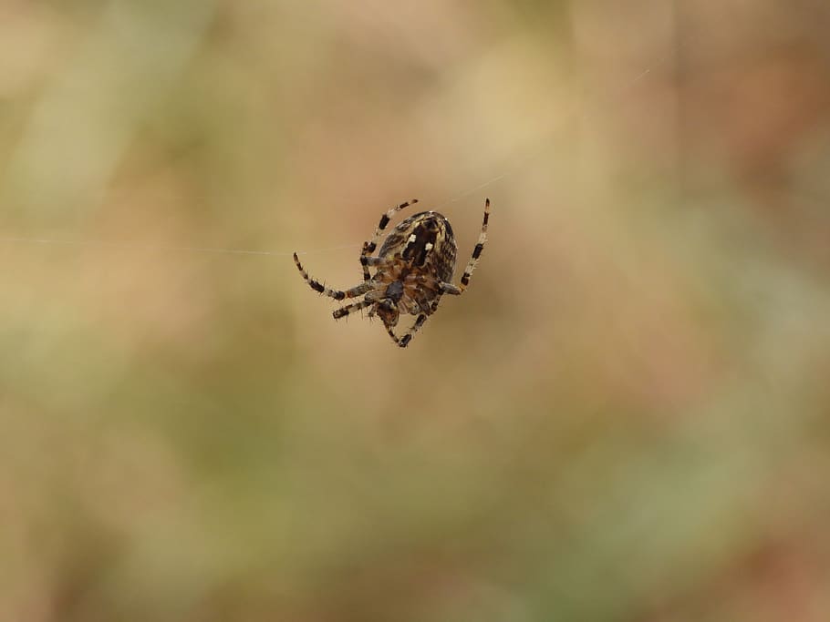 ragno, ragnatela, foresta, la rete, Hotel, in autunno, insetto, aracnide, temi animali, invertebrato, animale, animali allo stato selvatico, un animale, fauna selvatica, avvicinamento, fragilità, artropodo, messa a fuoco selettiva, concentrarsi sulle conoscenze acquisite, nessuno, giorno, natura, all'aperto, bellezza nella natura, web, gamba animale, 4K