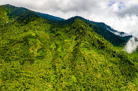 lav, vinkel billede, træer, overskyet, himmel, skyer, overskyet himmel, miljø, Skov, grønne, indonesien, landskab, lavvinkelfotografering, lav vinkel skud, frodig, bjerg, natur, plantage, naturskøn, syn, skønhed i naturen, grøn farve, plante, scenics - natur, sky - himmel, rolig scene, ro, træ, ikke-urbane scene, jord, frodig løv, løv, vækst, dag, idyllisk, ingen mennesker, udendørs, te afgrøde, 5K, CC0, offentligt domæne, royaltyfrie