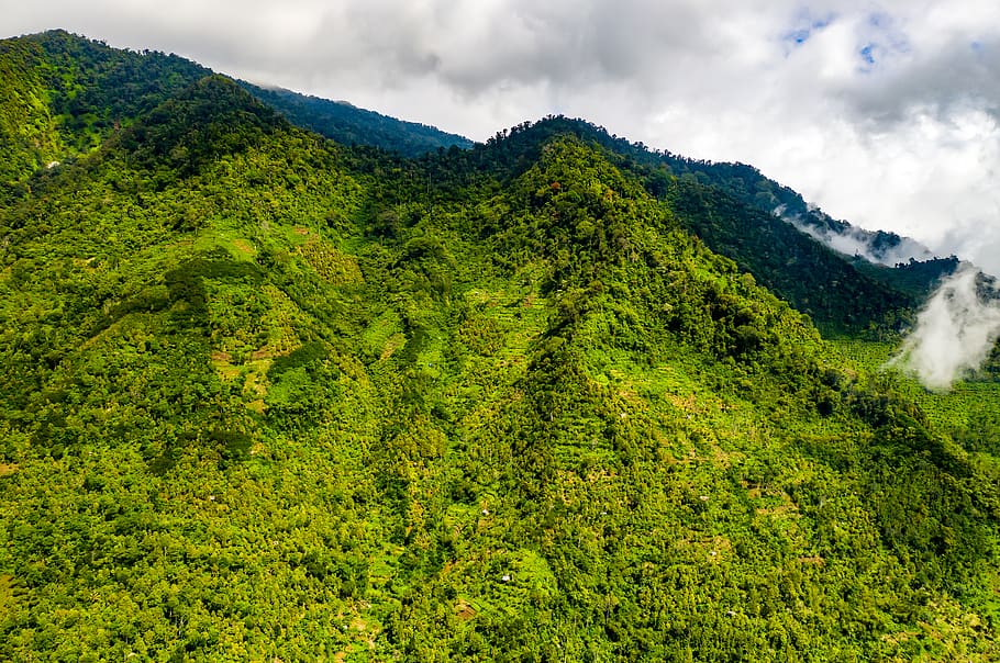 lav, vinkel billede, træer, overskyet, himmel, skyer, overskyet himmel, miljø, Skov, grønne, indonesien, landskab, lavvinkelfotografering, lav vinkel skud, frodig, bjerg, natur, plantage, naturskøn, syn, skønhed i naturen, grøn farve, plante, scenics - natur, sky - himmel, rolig scene, ro, træ, ikke-urbane scene, jord, frodig løv, løv, vækst, dag, idyllisk, ingen mennesker, udendørs, te afgrøde, 5K