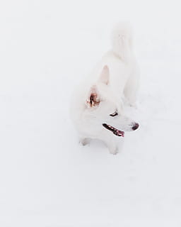 biały kishu ken, pies, ssak, krajowy, psi, jedno zwierzę, zwierzęta domowe, tematy zwierzęce, zwierzę, biały kolor, zimna temperatura, śnieg, żadnych ludzi, kręgowiec, zimowy, wysoki kąt widzenia, studio strzał, wewnątrz, kopia przestrzeń, otwarta buzia, 4K, CC0, domena publiczna, darmowe zdjęcia