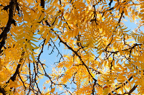 arbres de fulles grogues, planta, full, arbre, Estats Units, md, parc universitari, flor, maple, tronc de l'arbre, tardor, caure, fotografia, fulles, arbres, bosc, colors, cel, groc, bellesa, canvi, branca, vista d’angle baix, part de la planta, cap gent, dia, naturalesa, bellesa a la natura, creixement, fons, tranquil·litat, color taronja, a l'aire lliure, marc complet, fulla d'auró, copa de l'arbre, condició natural, col·lecció de tardor, directament a sota, 4K, CC0, domini públic, lliure de regalies