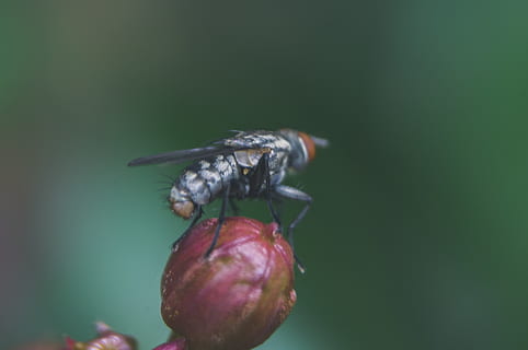 flyve, insekt, udendørs, natur, plante, knop, crepe, myrte, forår, sommer, tapet, baggrund, sløring, bokeh, makro, vinge, thorax, mave, ben, tæt på, friskhed, mad, ingen mennesker, dyr i naturen, mad og drikke, et dyr, dyre temaer, fokus på forgrunden, hvirvelløse, dyr, dyreliv, sund kost, dag, skønhed i naturen, frugt, skrøbelighed, blomst, 4K, CC0, offentligt domæne, royaltyfrie