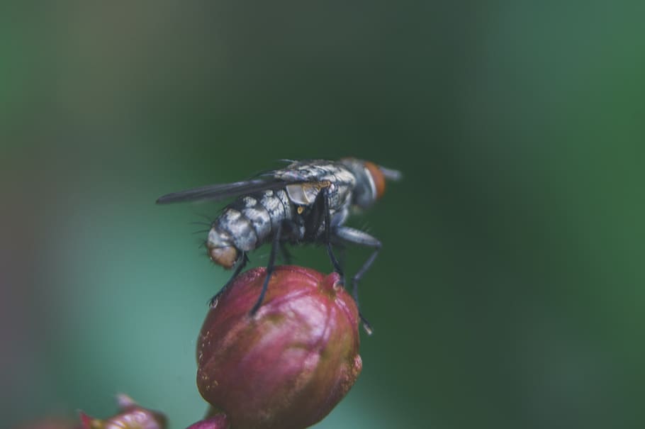 flyve, insekt, udendørs, natur, plante, knop, crepe, myrte, forår, sommer, tapet, baggrund, sløring, bokeh, makro, vinge, thorax, mave, ben, tæt på, friskhed, mad, ingen mennesker, dyr i naturen, mad og drikke, et dyr, dyre temaer, fokus på forgrunden, hvirvelløse, dyr, dyreliv, sund kost, dag, skønhed i naturen, frugt, skrøbelighed, blomst, 4K