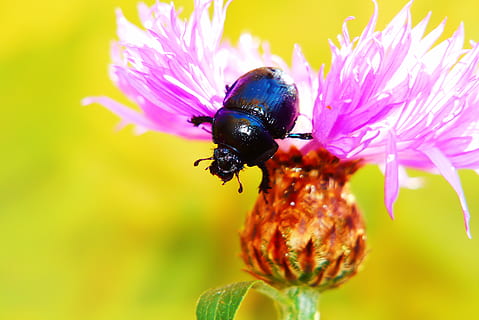 svart bille, virvelløse, dyr, insekt, honningbie, Bie, pollen, anlegg, blomst, blomstre, dugg beetle, bilde, fotografering, Apidae, petal, Korg, tilbake, humle, bladlus, anther, Tusenfryd, blomstrende plante, dyre temaer, ett dyr, dyreliv, dyr i naturen, skjønnhet i naturen, nærbilde, sårbarhet, skjørhet, blomsterhodet, vekst, inflorescence, friskhet, ingen folk, pollinering, rosa farge, utendørs, lilla, 4K, CC0, offentlig domene, opphavsrett gratis