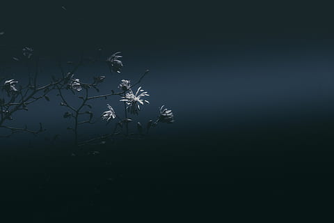 árvore de floração branca, natureza, ao ar livre, plantar, noite, Flor, folha, árvore, astronomia, espaço sideral, espaço, universo, agua, terra, oceano, mar, lua, margarida, margaridas, animal, beleza na natureza, copie o espaço, ninguém, tranquilidade, crescimento, céu, scenics - natureza, Sombrio, lago, cena tranquila, beira-mar, cena não urbana, luar, 8K, CC0, domínio público, royalty free