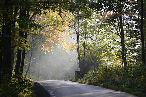strada che circonda gli alberi, strada, Polonia, albero, foresta, strada sterrata, ghiaia, pianta, tronco d'albero, flora, autunno, terreni forestali, Forrest, vista, luce della foresta, sentiero nel bosco, luce del sole, vegetazione, all'aperto, terra, natura, direzione, mezzi di trasporto, la strada davanti, la tranquillità, nessuno, bellezza nella natura, modificare, crescita, giorno, scena tranquilla, lungo, 4K, CC0, dominio pubblico, privo di copyright