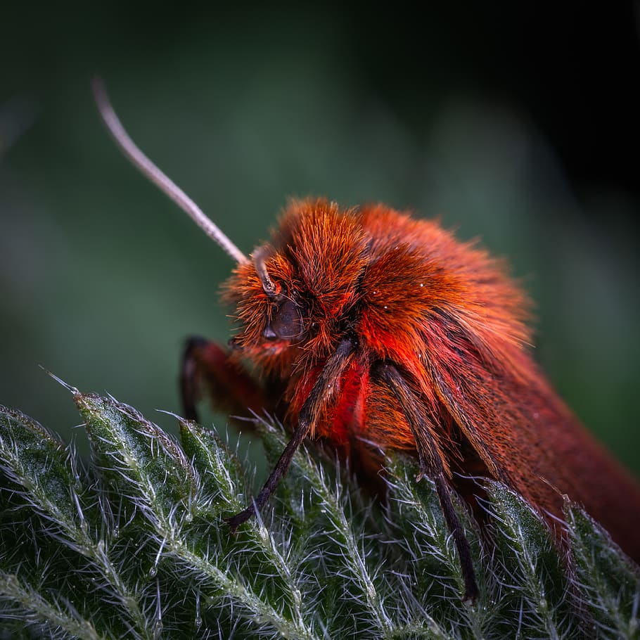foto macro, vermell, arna de caniche, primer pla, insecte, macro, arna, temes d'animals, un animal, animals a la natura, fauna animal, animal, centrar-se en primer pla, planta, naturalesa, dia, invertebrat, cap gent, bellesa a la natura, creixement, part del cos dels animals, color verd, zoologia, a l'aire lliure, 4K