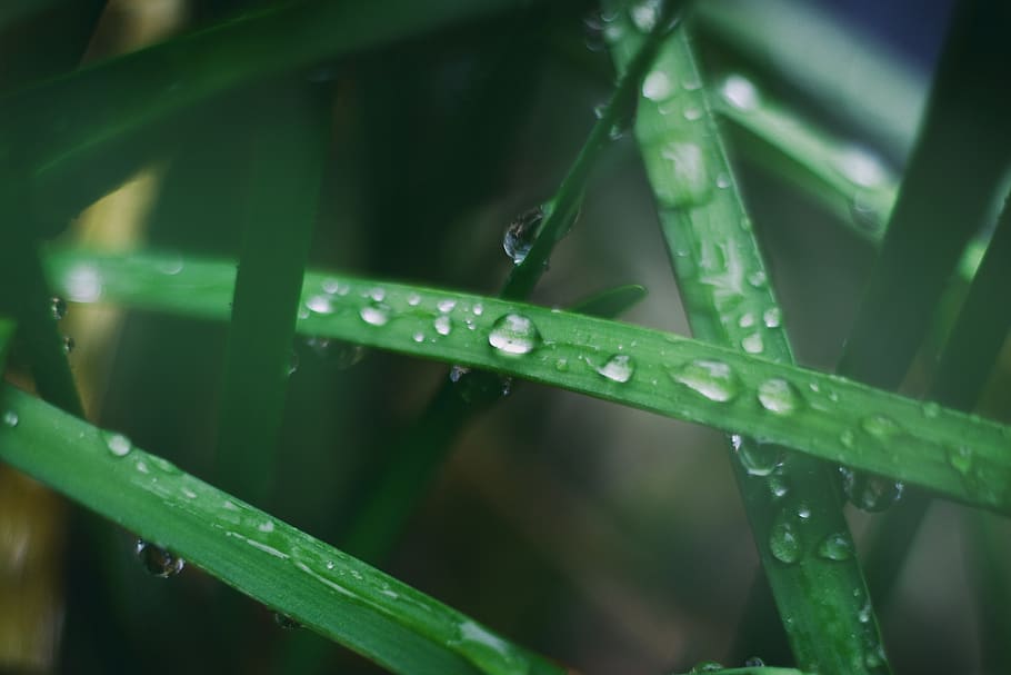 Wassertropfen, Grün, Blatt, Nahansicht, Tau, Gras, Makro, Regentropfen, grüne Farbe, Wasser, Pflanze, fallen, nass, Pflanzenteil, Grashalm, Wachstum, Natur, Schönheit in der Natur, Frische, keine Leute, Regen, Fokus auf den Vordergrund, draußen, Regenzeit, Reinheit, Bambuspflanze, 2K