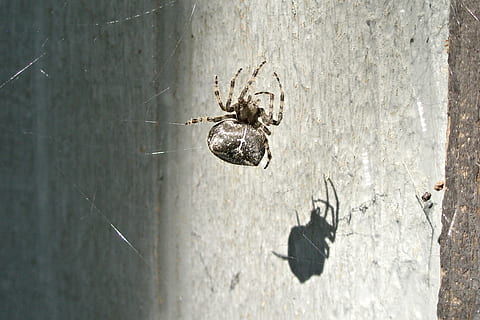 skygge, -, orb spider, soler, sol, edderkop, oRB, web, dyr, dyre temaer, dyreliv, hvirvelløse, ingen mennesker, tæt på, leddyr, arachnid, dyr i naturen, insekt, dag, et dyr, edderkoppespind, natur, træ - materiale, udendørs, murbygningsfunktion, tekstureret, fokus på forgrunden, beton, 1080P, CC0, offentligt domæne, royaltyfrie