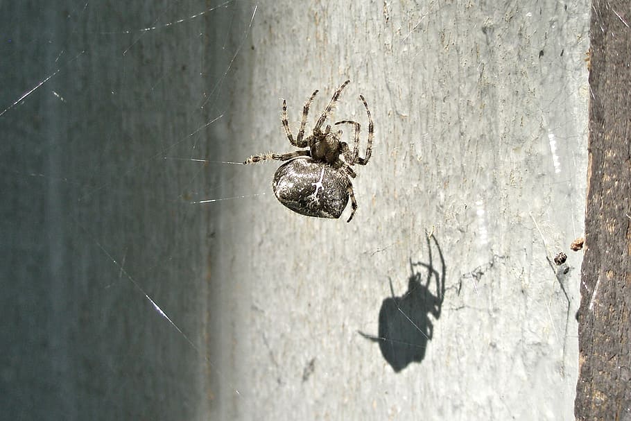 skygge, -, orb spider, soler, sol, edderkop, oRB, web, dyr, dyre temaer, dyreliv, hvirvelløse, ingen mennesker, tæt på, leddyr, arachnid, dyr i naturen, insekt, dag, et dyr, edderkoppespind, natur, træ - materiale, udendørs, murbygningsfunktion, tekstureret, fokus på forgrunden, beton, 1080P