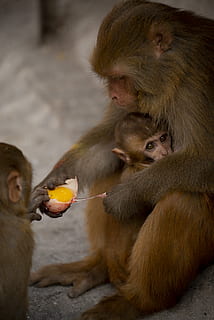 ブラウンマカクザル, モンキー, 哺乳類, 動物, 野生動物, ネパール, カトマンズ, ヒヒ, 卵, スワヤンブナート寺院, v2osk, 赤ちゃん猿, 古いスカル, フード, 食べる, 人, 人間, オランウータン, 工場, 霊長類, 動物の野生動物, 野生の動物, 動物のグループ, 若い動物, 飲食, 脊椎動物, フルーツ, ホールディング, 前景に焦点を当てる, 一体感, 座っている, 給餌, 動物の家族, 屋外, 5K, CC0, パブリックドメイン, ロイヤリティフリー