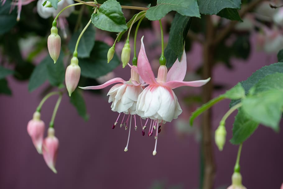 Singapur, bosque nuboso, flor, planta floreciendo, planta, belleza en la naturaleza, vulnerabilidad, frescura, pétalo, fragilidad, de cerca, crecimiento, inflorescencia, cabeza de flor, color rosa, naturaleza, centrarse en primer plano, parte de la planta, día, hoja, nadie, al aire libre, primavera, polen, 5K