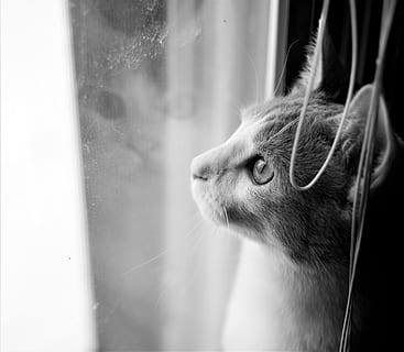 kucing, refleksi, jendela, mimpi, anak kucing, mata, tirai, kotor, hitam, dan, putih, satu warna, b, w, satu binatang, tema binatang, mamalia, hewan peliharaan, hewan, lokal, kucing rumahan, binatang lokal, licik, bertulang belakang, mencari, tidak ada orang, merapatkan, fokus pada latar depan, memalingkan muka, bahan kaca, dalam ruangan, melihat melalui jendela, kumis, kepala hewan, mata binatang, 2K, CC0, domain publik, bebas royalti