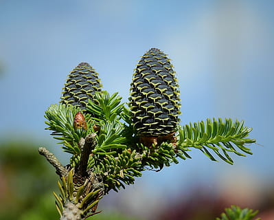 Ast, Zapfen, Baum, Pflanze, Wachstum, Natur, grüne Farbe, Fokus auf den Vordergrund, keine Leute, Schönheit in der Natur, Tag, Himmel, Nahansicht, Sukkulente, Kaktus, Ruhe, draußen, klarer Himmel, Kiefer, Blau, Botanik, Sonnenlicht, Nadelbaum, Nadel - Pflanzenteil, trockenes Klima, 2K, CC0, gemeinfrei, lizenzfrei