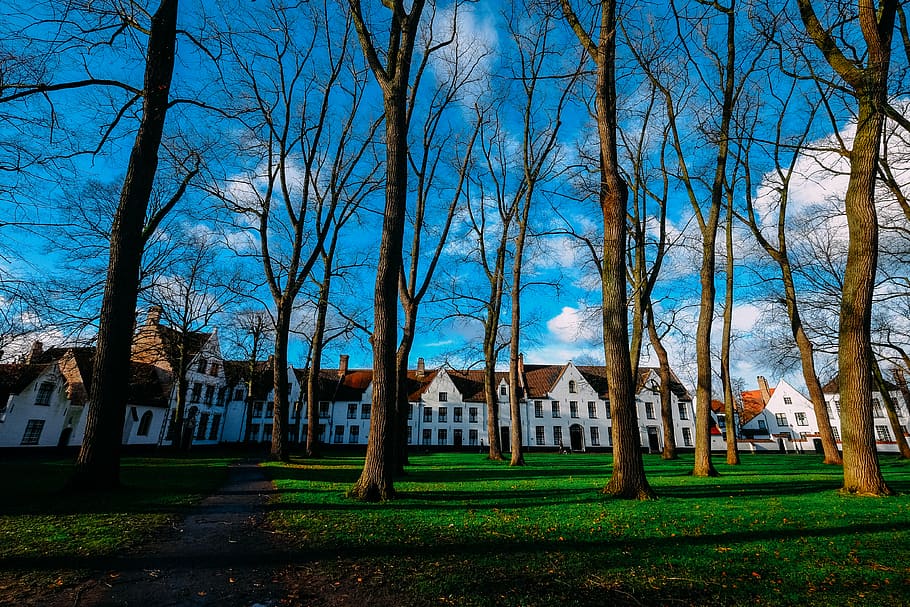 arbres marrons, arquitectura, edifici, núvols, la llum del dia, medi ambient, herba, orientació, cases, paisatge, llum, naturalesa, parc, camí, carretera, escènic, temporada, ombra, cel, sol, troncs d’arbres, arbres, boscos, arbre, planta, estructura construïda, exterior de l'edifici, cap gent, dia, terra, arbre nu, creixement, casa, tronc de l'arbre, tronc, gespa, color verd, a l'aire lliure, 4K