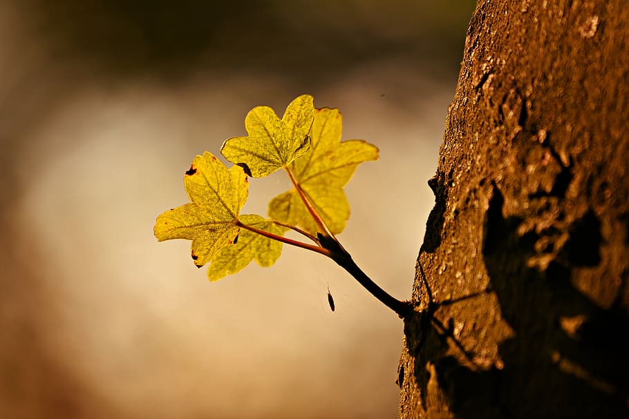 blad, skyde, vækst, træ, bagagerum, bark, bagbelysning, gul, gylden, udendørs, plante, tæt på, plante del, efterår, natur, skønhed i naturen, fokus på forgrunden, lave om, ingen mennesker, træstamme, dag, sårbarhed, skrøbelighed, tør, selektiv fokusering, naturlig tilstand, blade, ahorn blad, 4K