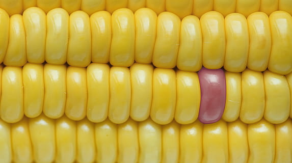 background, closeup, corn, corn background, texture, energy, grain, healthy, independence, individuality, ingredient, macro, nutrition, nutritious, organic, pink, sweet, sweetcorn, textured, wallpaper, yellow, yellow corn, yummy, food and drink, vegetable, food, freshness, full frame, backgrounds, no people, close-up, healthy eating, wellbeing, multi colored, in a row, pattern, corn on the cob, indoors, side by side, 4K, CC0, public domain, royalty free
