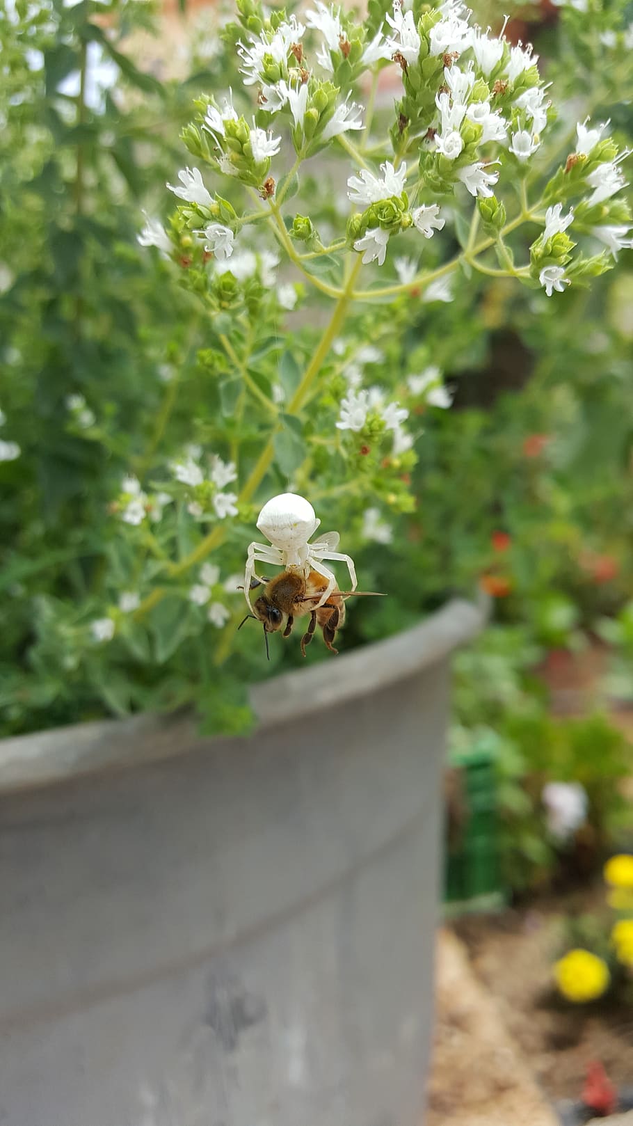 aranya, abella, naturalesa, fort, feble, menjar, verd, blanc, marró, sòl, planta, creixement, dia, cap gent, flor, bellesa a la natura, primer pla, planta amb flors, centrar-se en primer pla, color verd, frescor, fragilitat, enfocament selectiu, a l'aire lliure, vulnerabilitat, Color blanc, davant o pati del darrere, full, part de la planta, cap de flor, 5K