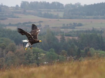 uccello, animale, aquila, Aquila orientale, volo, Ali, becco, piuma, predatore, vertebrato, volante, animali allo stato selvatico, temi animali, fauna selvatica, un animale, uccello rapace, ali spiegate, natura, giorno, concentrarsi sulle conoscenze acquisite, mezz'aria, campo, pianta, terra, paesaggio, bellezza nella natura, nessuno, all'aperto, aquila - uccello, 5K, CC0, dominio pubblico, privo di copyright