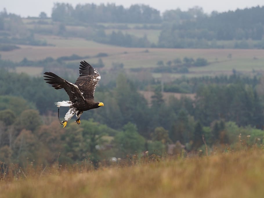 uccello, animale, aquila, Aquila orientale, volo, Ali, becco, piuma, predatore, vertebrato, volante, animali allo stato selvatico, temi animali, fauna selvatica, un animale, uccello rapace, ali spiegate, natura, giorno, concentrarsi sulle conoscenze acquisite, mezz'aria, campo, pianta, terra, paesaggio, bellezza nella natura, nessuno, all'aperto, aquila - uccello, 5K