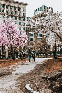 dos, persones, caminar, arbres, planta, persona, humà, flor, flor de cirerer, transport, automòbil, cotxe, vehicle, asfalt, arbre, tronc de l'arbre, campus, pètal, plantar, holandès, carretera, avet, estructura construïda, arquitectura, exterior de l'edifici, naturalesa, dia, persones reals, creixement, planta amb flors, primavera, persones incidentals, vista del darrere, ciutat, homes, una persona, edifici, a l'aire lliure, cirerer, 5K, CC0, domini públic, lliure de regalies