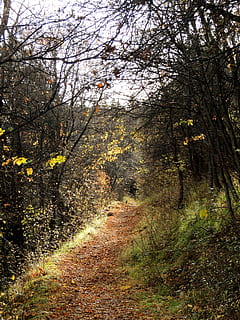 França, modane, caure, arbres, naturalesa, tardor, bosc, arbre, planta, terra, creixement, el camí a seguir, tranquil·litat, direcció, bellesa a la natura, sendera, escena tranquil·la, cap gent, dia, escenics - natura, escena no urbana, branca, paisatge, a l'aire lliure, ruta, canvi, 4K, CC0, domini públic, lliure de regalies