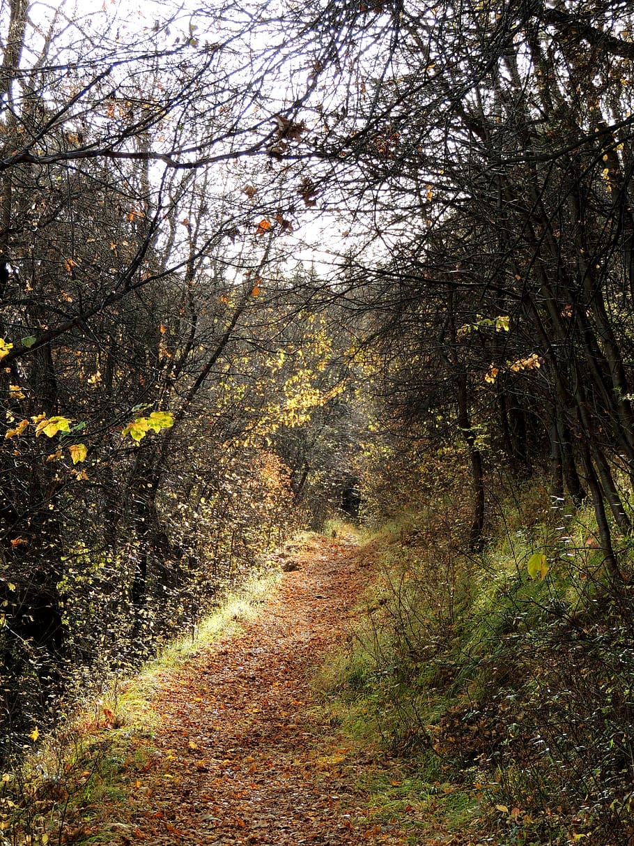 França, modane, caure, arbres, naturalesa, tardor, bosc, arbre, planta, terra, creixement, el camí a seguir, tranquil·litat, direcció, bellesa a la natura, sendera, escena tranquil·la, cap gent, dia, escenics - natura, escena no urbana, branca, paisatge, a l'aire lliure, ruta, canvi, 4K