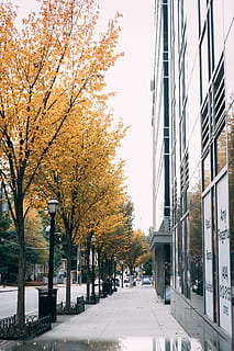 percorso vuoto, albero, esterno dell'edificio, pianta, architettura, struttura costruita, natura, autunno, città, giorno, strada, modificare, sentiero, nessuno, all'aperto, costruzione, mezzi di trasporto, cielo, colore arancione, crescita, treelined, 5K, CC0, dominio pubblico, privo di copyright