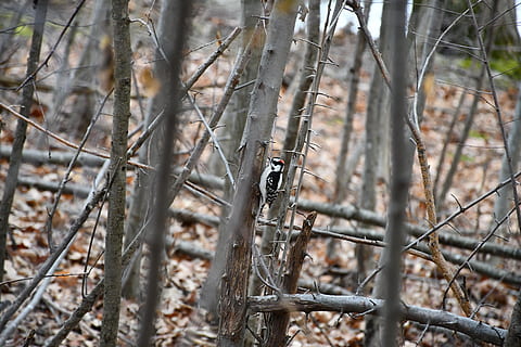 Vogel, Wald, Bäume, Tier, Landschaft, Baum, Natur, natürlich, Soor, amerikanische Spottdrossel, Tierthemen, ein Tier, Tierwelt, Tiere in freier Wildbahn, Wirbeltier, Pflanze, keine Leute, Land, Ast, Tag, Fokus auf den Vordergrund, hocken, draußen, Reptil, selektiver Fokus, giftig, 5K, CC0, gemeinfrei, lizenzfrei