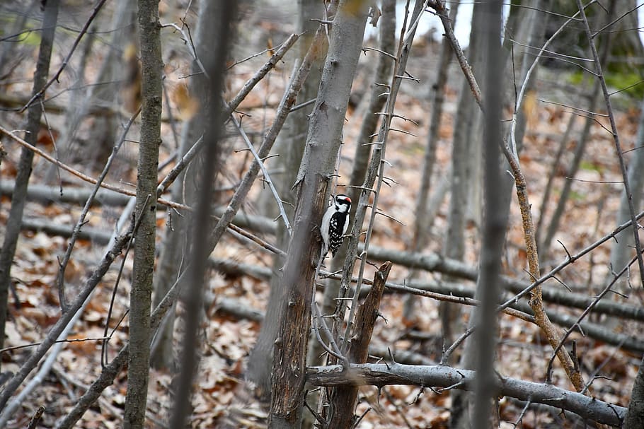 Vogel, Wald, Bäume, Tier, Landschaft, Baum, Natur, natürlich, Soor, amerikanische Spottdrossel, Tierthemen, ein Tier, Tierwelt, Tiere in freier Wildbahn, Wirbeltier, Pflanze, keine Leute, Land, Ast, Tag, Fokus auf den Vordergrund, hocken, draußen, Reptil, selektiver Fokus, giftig, 5K