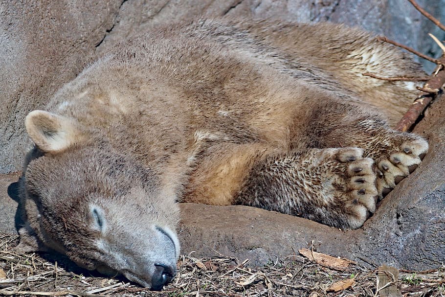 Marrone, orso, dire bugie, terra, mammifero, animale, natura, zoo di Schönbrunn, Austria, vienna, addormentato, giaguaro, leopardo, pantera, lupo, polare, artico, carnivoro, sporco, iena, orso polare, meerkat, coyote, temi animali, rilassamento, fauna selvatica, animali allo stato selvatico, un animale, riposo, vertebrato, sdraiarsi, nessuno, occhi chiusi, giorno, all'aperto, campo, zoo, vista dall'alto, baffo, napping, 4K