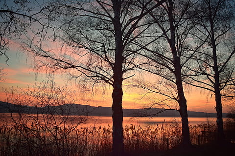 Sonnenuntergang, Stimmung, Landschaft, Sonne, Wolken, Abendhimmel, Atmosphäre, Wasser, romantisch, See, sich ausruhen, Orange, Beleuchtung, Zentralschweiz, Sempachersee, Baum, Ruhe, Szenen - Natur, Himmel, ruhige Szene, Schönheit in der Natur, Reflexion, kahler Baum, Pflanze, keine Leute, Natur, idyllisch, orange Farbe, Silhouette, Nicht-städtische Szene, wolke - himmel, draußen, 4K, CC0, gemeinfrei, lizenzfrei