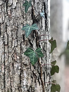 medis, augalų, lapai, gebenė, medžio kamienas, gyvūnas, paukštis, miškai, klevo, venos, klevo lapas, para gumos medis, trikampis, šaknis, perdirbimo simbolis, simbolis, pakilo, gėlė, žiedas, didinimas, augalų dalis, bagažinė, Iš arti, augimą, žalia spalva, pobūdį, nėra žmonių, sutelkti dėmesį į naujas žinias, dieną, lauke, mediena - medžiaga, tekstūruotas, grožis gamtoje, atrankinis dėmesys, žievė, 4K, CC0, Viešasis domenas, nemokamai
