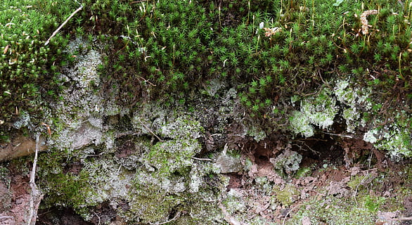 Moos, Waldfläche, Wald, beklagen, Pflanze, Verschmutzung, gestielte Sporenkapseln, Grün, Waldboden, Natur, Wanddrehzahnmoos, Wachstum, Altern, moosbewachsen, Mooswand, Waldweg, Baum, Tag, keine Leute, Land, grüne Farbe, Schönheit in der Natur, draußen, Ruhe, Feld, Rock, Nahansicht, Baumstamm, solide, Kofferraum, Vollbild, Flechte, 5K, CC0, gemeinfrei, lizenzfrei