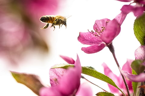 natur, bi, humlebi, flyvningen, blomst, vinger, æbletræ, æbleblomst, insekt, flyve, hover, makrofotografering, makro, tæt på, formål, truede, red de bier, lys, lyserød blomst, lyserød, flor, blomstrende plante, dyre temaer, skønhed i naturen, kronblad, dyr, et dyr, dyr i naturen, dyreliv, plante, friskhed, sårbarhed, skrøbelighed, hvirvelløse, vækst, blomsterhoved, flyvende, bestøvning, lyserød farve, ingen mennesker, svæver, honningbi, pollen, lilla, 5K, CC0, offentligt domæne, royaltyfrie