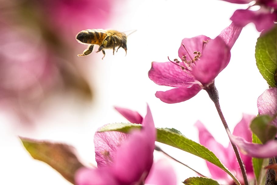 natura, bombo, volo, fiore, Ali, albero di mele, bocciolo di mela, insetto, volare, librarsi, macrofotografia, macro, avvicinamento, scopo, in via di estinzione, salva le api, luce, fiore rosa, rosa, fioritura, pianta fiorita, temi animali, bellezza nella natura, petalo, animale, un animale, animali allo stato selvatico, fauna selvatica, pianta, freschezza, vulnerabilità, fragilità, invertebrato, crescita, testa di fiore, volante, impollinazione, colore rosa, nessuno, in bilico, Ape, polline, viola, 5K