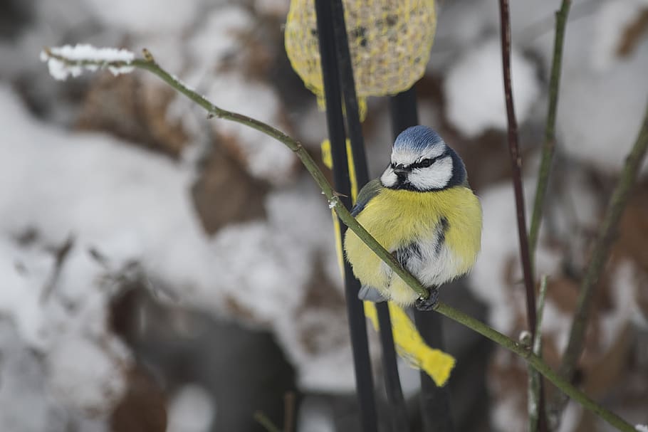neu, hivern, av, fred, natural, naturalesa, ocell, animals, bolígraf, temes d'animals, fauna animal, animal, animals a la natura, bluetit, posat, vertebrats, un animal, centrar-se en primer pla, branca, arbre, dia, groc, cap gent, a l'aire lliure, primer pla, planta, songbird, 4K