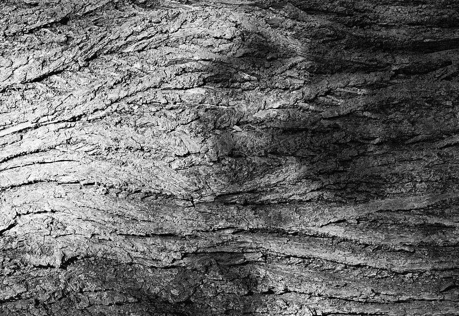 corba, textura, escorça, bosc, ombra, blanc i negre, tronc de l'arbre, fons, marc complet, patró, cap gent, aspre, primer pla, rock, rock - object, sòlid, arbre, arquitectura, estructura construïda, funció de construcció de parets, naturalesa, formació de roca, patró natural, a l'aire lliure, dia, resum, paret de pedra, gres, erosionat, efecte texturat, 2K