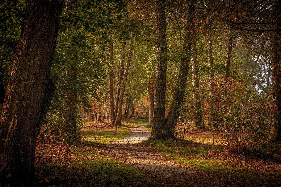bosc, camí forestal, tardor, arbres, lluny, Camí, humor, fulles, ruta, atmosfera, raig de sol, fullatge de tardor, colors de la tardor, colorit, color, emergir, bosc de tardor, brillant, daurat, humor de tardor, idil·li, relaxant, arbre, planta, terra, tranquil·litat, bellesa a la natura, tronc, escena tranquil·la, tronc de l'arbre, el camí a seguir, direcció, escena no urbana, creixement, naturalesa, cap gent, escenics - natura, dia, idíl·lic, a l'aire lliure, canvi, treelined, 5K