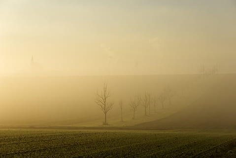 nebbia, sole, retroilluminazione, alberi, silhouette, mistico, natura, paesaggio, umore, Alba, luce, gespenstig, atmosferico, orizzonte, cupo, buio, la tranquillità, ambiente, scena tranquilla, bellezza nella natura, cielo, pianta, scenics - natura, campo, terra, albero, nessuno, idilliaco, scena non urbana, mattina, crepuscolo, nebbioso, all'aperto, 5K, CC0, dominio pubblico, privo di copyright
