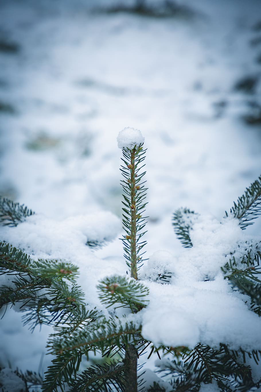 sníh, pokryté, borovice, rostlina, strom, jedle, abies, jehličnatý strom, Příroda, venku, led, smrk, zimní, mráz, modřín, sněhová vločka, kapradina, koule, výhonek, světlice, světlo, studená teplota, nikdo, den, krása v přírodě, růst, přistát, klid, zamrzlý, krytina, bílá barva, zaměřit se na popředí, pole, detail, jehličnatého stromu, 5K