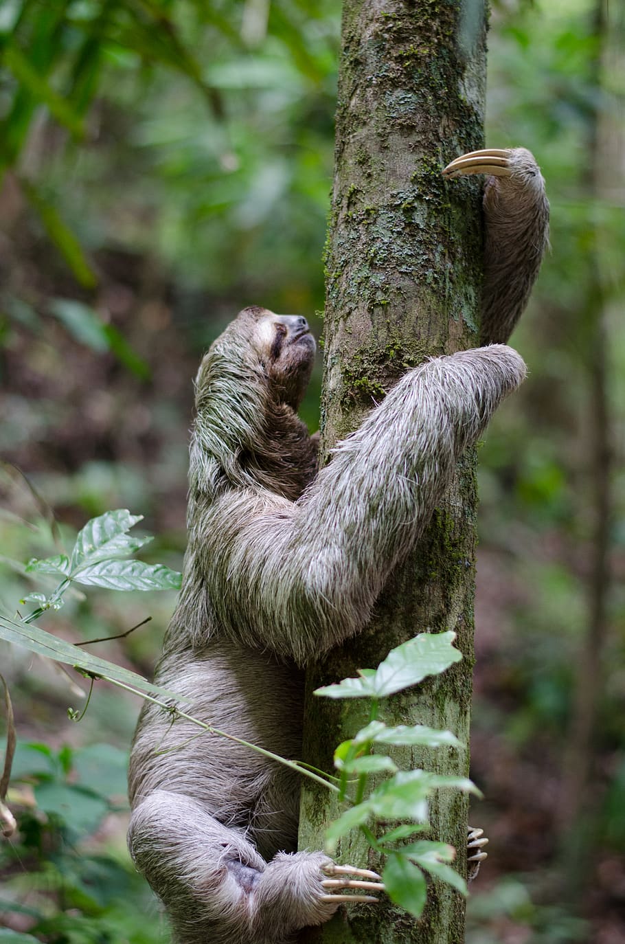 Primaten Kletterbaum, Baum, Pflanze, Fokus auf den Vordergrund, Baumstamm, Kofferraum, Tag, Land, Natur, Wald, Säugetier, keine Leute, Tierthemen, Wachstum, Tier, Primas, Tierwelt, Tiere in freier Wildbahn, draußen, Affe, Ast, 4K
