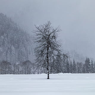 nu, árvore, dia, natureza, ao ar livre, inverno, tempestade, nevasca, neve, clima, plantar, abeto, abies, gelo, névoa, cenário, aeronave, avião de passageiros, transporte, avião, veículo, panorama, temperatura fria, beleza na natureza, terra, cena tranquila, tranquilidade, árvore nua, scenics - natureza, campo, meio Ambiente, cobertura, cena não urbana, ninguém, céu, nevando, floresta, Clima extremo, frio, isolado, 4K, CC0, domínio público, royalty free