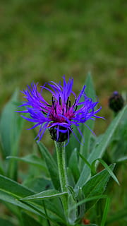 Tyskland, Sindelfingen, plante, blomstrende plante, blomst, vækst, skrøbelighed, sårbarhed, skønhed i naturen, friskhed, lilla, tæt på, natur, grøn farve, kronblad, blomsterhoved, blomsterstand, jord, blå, Mark, ingen mennesker, dag, 4K, CC0, offentligt domæne, royaltyfrie