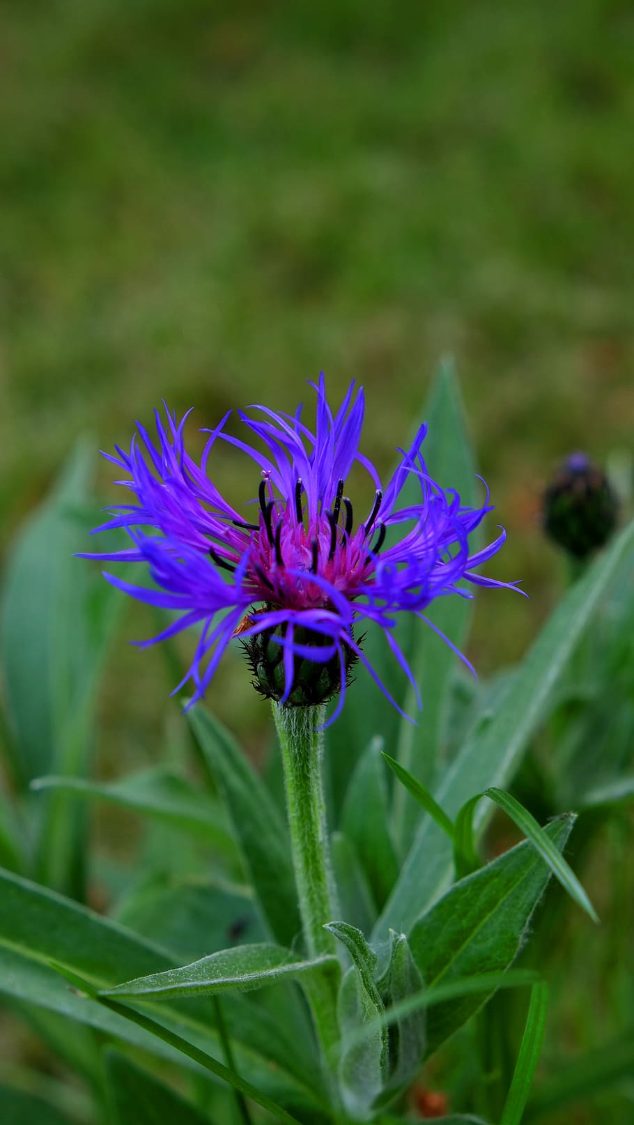 Alemanya, sindelfingen, planta, planta amb flors, flor, creixement, fragilitat, vulnerabilitat, bellesa a la natura, frescor, porpra, primer pla, naturalesa, color verd, pètal, cap de flor, inflorescència, terra, blau, camp, cap gent, dia, 4K