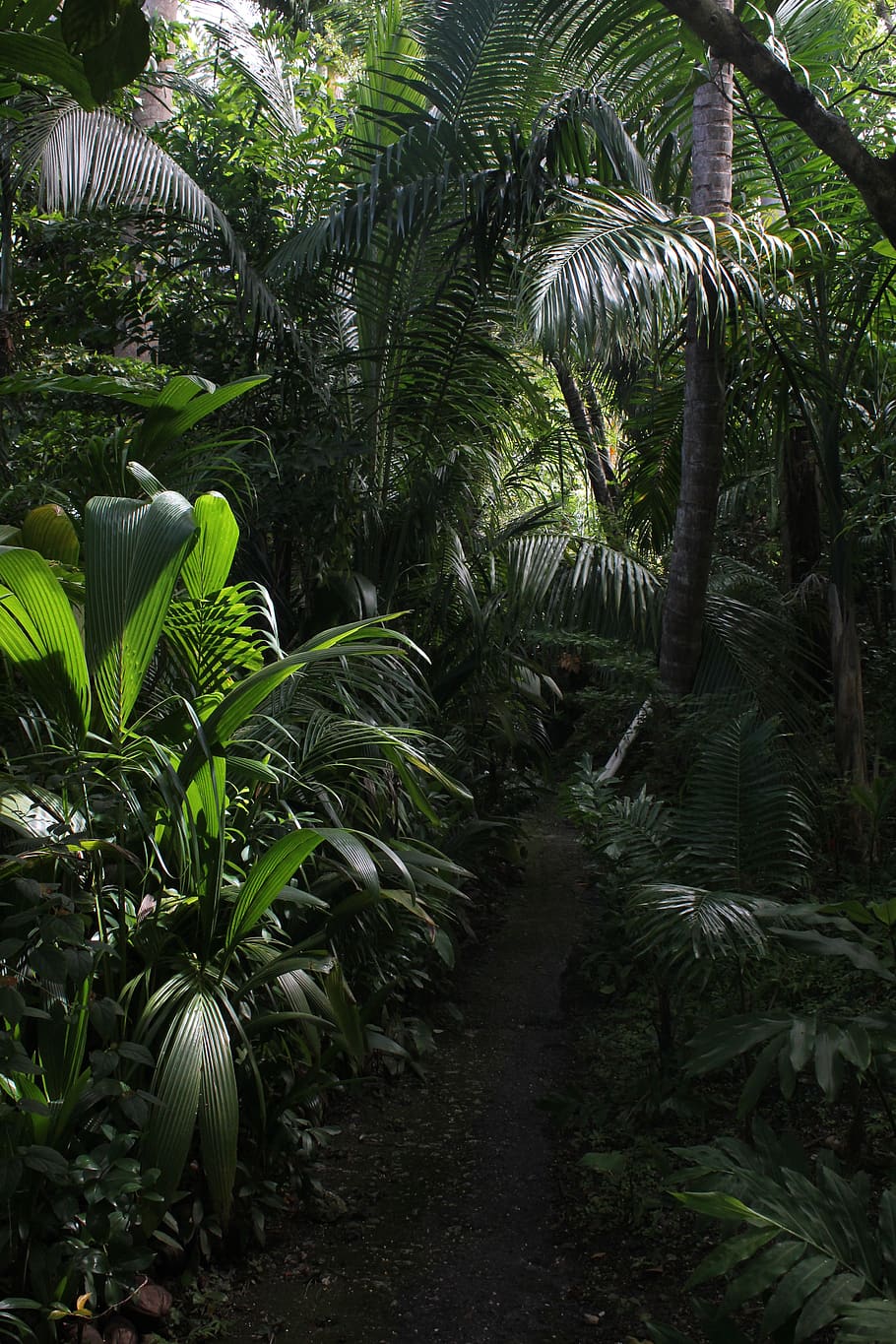 barbados, plante, vækst, træ, blad, grøn farve, plante del, tropisk klima, natur, skønhed i naturen, Palme træ, ingen mennesker, Skov, ro, jord, dag, udendørs, løv, frodig løv, rolig scene, bregne, palmblad, regnskov, 5K