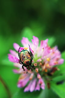 trevo, besouro, erro, Rosa, bug de casca dura, bichos, inseto, flor, verde, verão, orvalho, macro, brilhante, agua, gotas, Kentucky, ervas daninhas, Prado, Campos, natureza, planta com flores, beleza na natureza, plantar, vulnerabilidade, fragilidade, invertebrado, fechar-se, temas animais, um animal, animal, crescimento, cor rosa, pétala, frescura, animais selvagens, foco seletivo, animais em estado selvagem, cabeça de flor, ninguém, ao ar livre, polinização, roxa, 5K, CC0, domínio público, royalty free